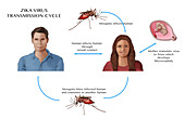 Zika Transmission Cycle, Illustration