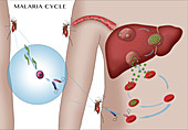 Malaria Cycle, Illustration