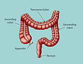 Healthy Large Intestine, Illustration