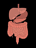 Normal Digestive System