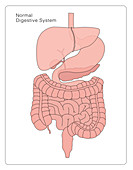 Normal Digestive System