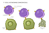 T Cell Attacking Cancer Cell