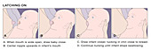 Breastfeeding Instructions for Latching On