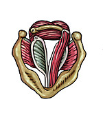 Anatomy of a Trachea, Illustration