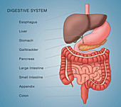 Anatomy of Digestive System, Illustration