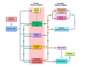 Cholinergic Pathway