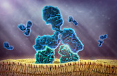 Monoclonal Antibodies, illustration