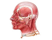 Facial Nerve, illustration