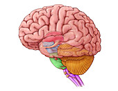 Diencephalon and Brainstem, illustration