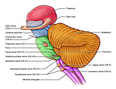 Diencephalon and Brainstem, illustration