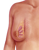 Breast Anatomy, Illustration