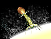 Virus or Virotherapy, Conceptual Illustration