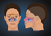 Sinus Anatomy, Illustration