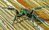 Regal Jumping Spider