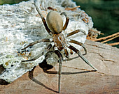 Southern Crevice Spider