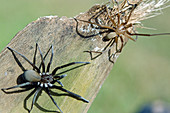 Southern Crevice Spider, male and female