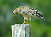 Red-shouldered Hawk eating mole cricket