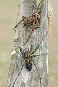 Fishing Spider with regenerated legs