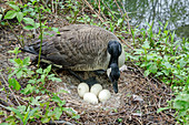 Canada Goose with eggs