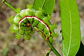 Io Moth caterpillar