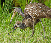 Limpkin with Apple Snail