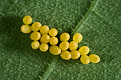 Large white butterfly eggs