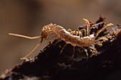 Cave Centipede