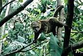 Bear Cuscus (Ailurops ursinus)