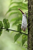 Lantern bug (Pyrops sultana)