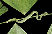Bornean keeled green pit viper Juvenile
