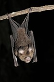 Fawn Roundleaf bat (Hipposideros cervinus)
