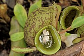 Moth in Pitcher Plant