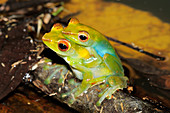 Jade tree frogs Mating