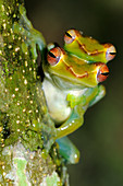 Jade tree frogs mating