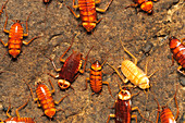 Cave cockroaches, Malaysia