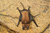 Wrinkle-lipped bat, Malaysia