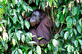 Bornean orangutan, Malaysia