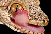 Crocodile Gecko cleaning eye