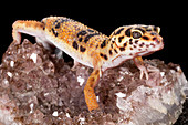 Leopard Gecko (Eublepharis macularius) on quartz
