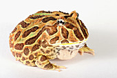 South American Horned Frog