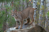 Bobcat in Boreal Forest