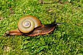 Terrestrial snail (Hemipletca floweri)
