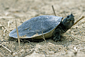 Juvenile Southern River Terrapin