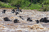 Blue Wildebeest Crossing River