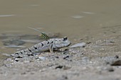 Boddart's goggle-eyed goby