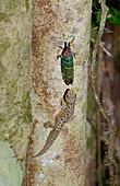Gecko taking sugar drops from lanternbug