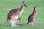 Eastern Grey Kangaroo