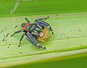 Brilliant Jumping Spider eating jumping spider
