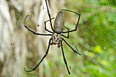 Giant Golden Silk Spider