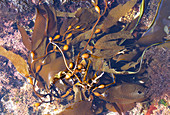 Perennial Kelp